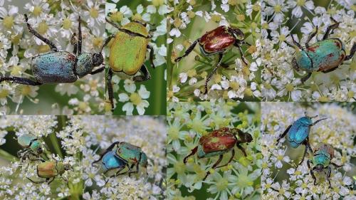 Réf. 306 814 : Hoplia argentea
